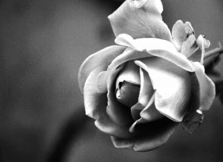 Cerâmica Canella lamenta morte de seu fundador