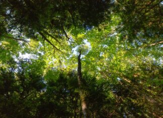 Mercado de carbono é visto como oportunidade de negócios, aponta CNI